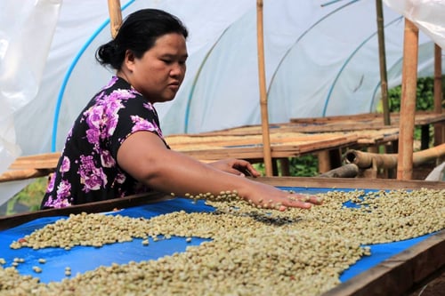 Empowering Thai Hill Tribe Farmers and Amplifying Lil Nouns through Coffee